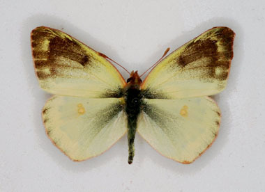 Colias hyale (Pale Clouded Yellow) male aberration 2 (Internet Image property of respective owner, non-commercial use only)